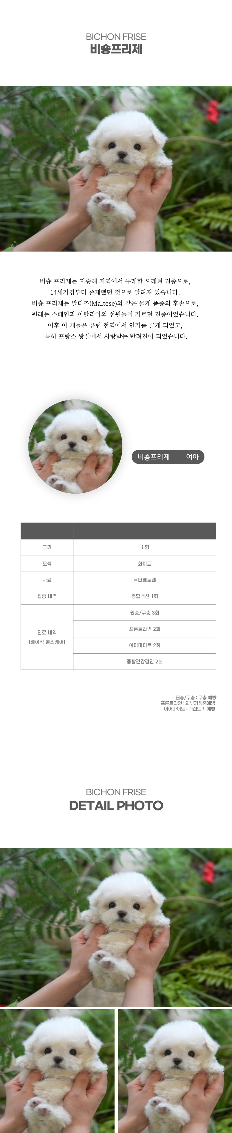 미니비숑_상세이미지_2